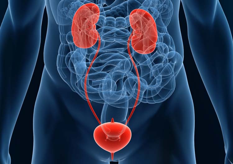 urinarysystem-urology